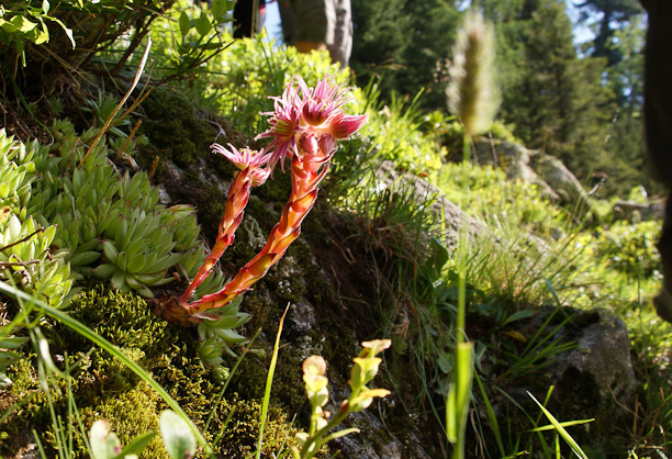 Fotostory Triebentallager I 2011